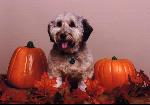 Lola's back to school glamur shots. 
This is after her first big profession
grooming. Just in time for the fall season!